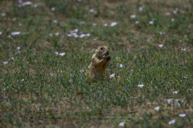 Rocky Mountain Arsenal National Wildlife Refuge - Image 1