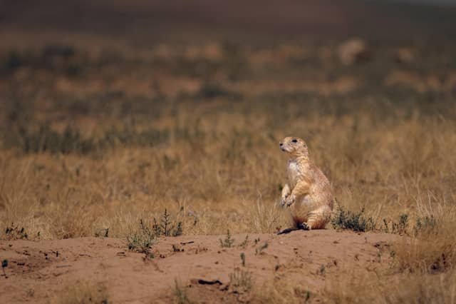 Rocky Mountain Arsenal National Wildlife Refuge - Image 1