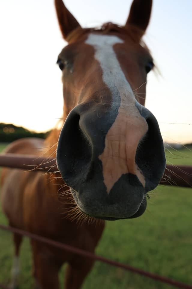 Denton Horse Pasture - Image 1