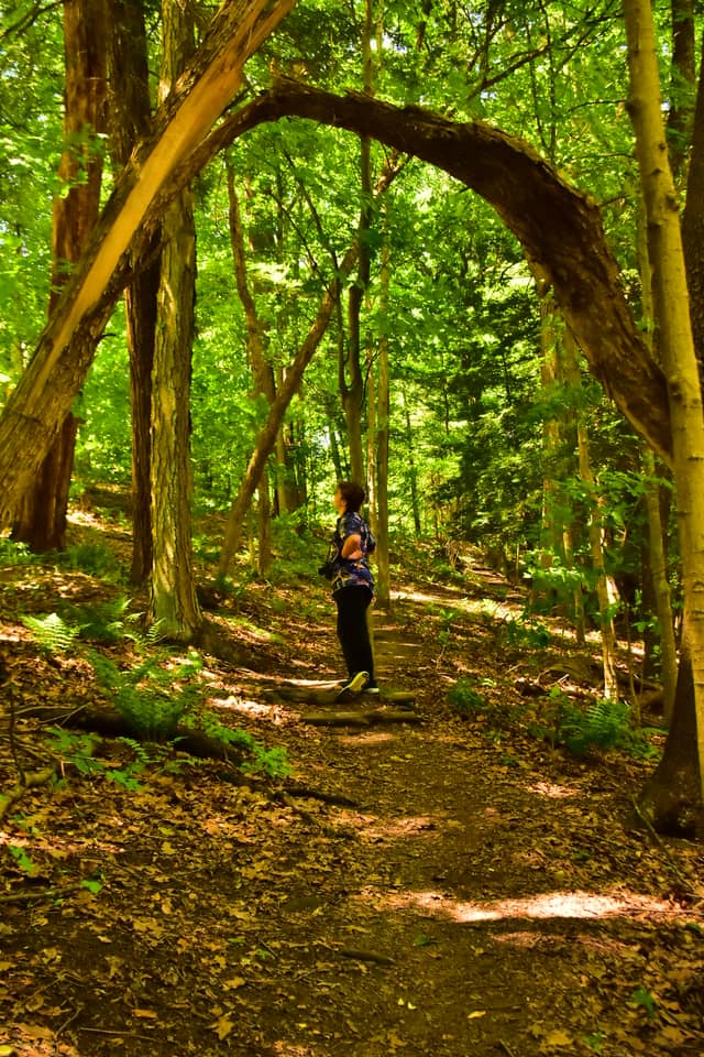 Duff Park Forest Trail - Image 1