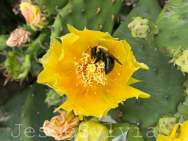 UMass Dartmouth Botanical Gardens - Image 1