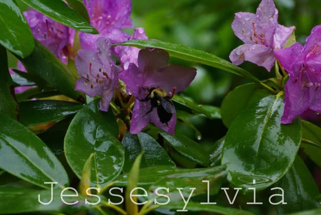 Dartmouth Garden Blooms - Image 1