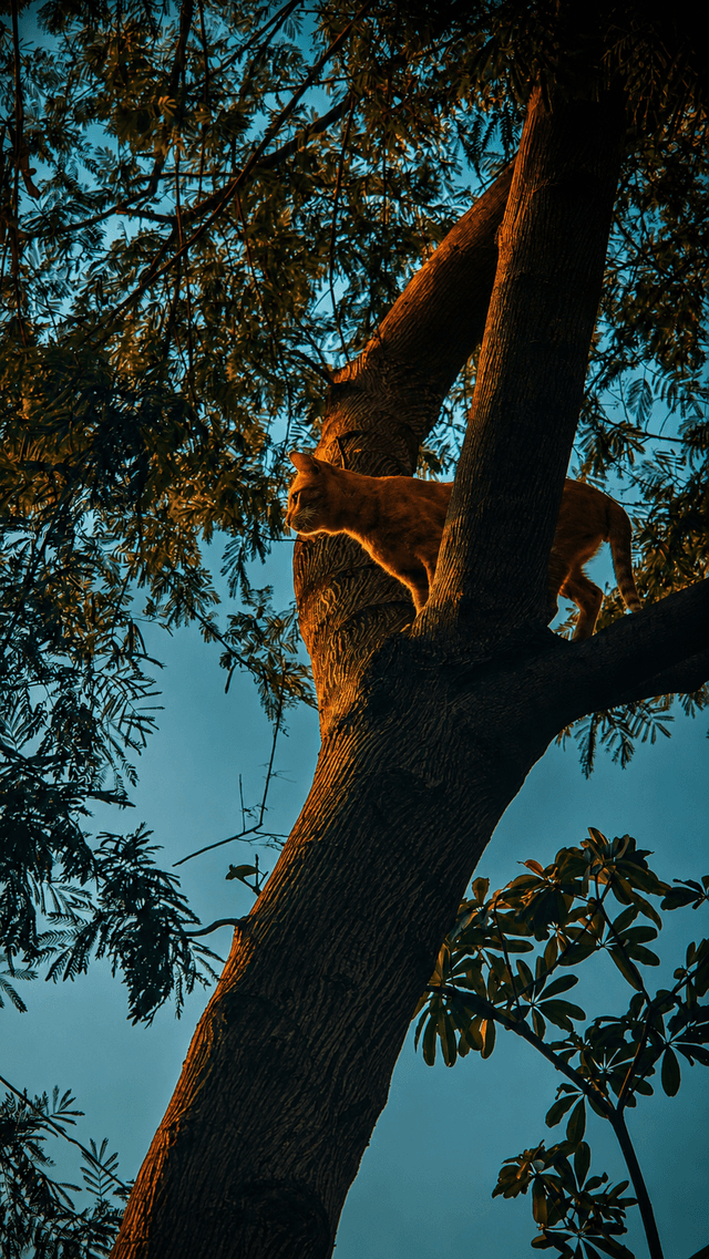 Golden Hour Cat in Jaipur Tree - Image 1