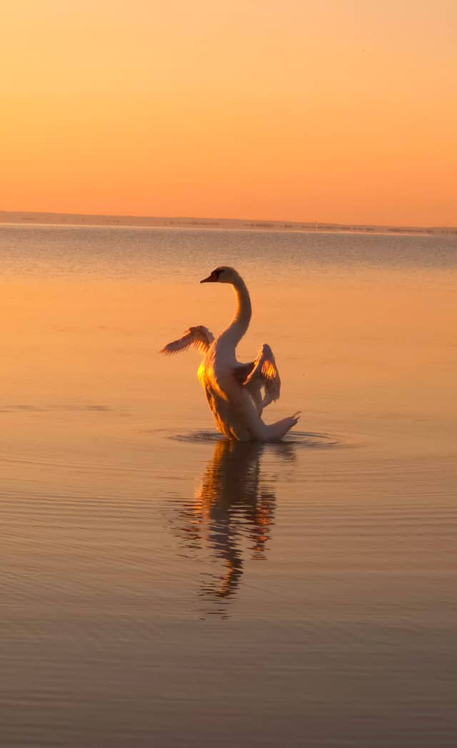 Lake Balaton Waterfront - Image 1