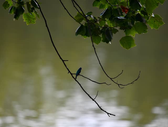 Cumberland River Overlook - Image 1