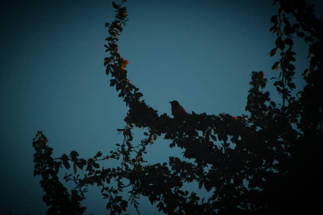 Riyadh Twilight Nature Spot - Image 1