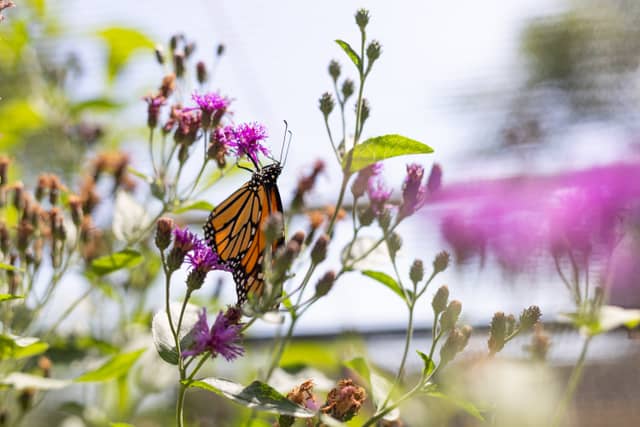 Heard Natural Science Museum & Wildlife Sanctuary - Image 1