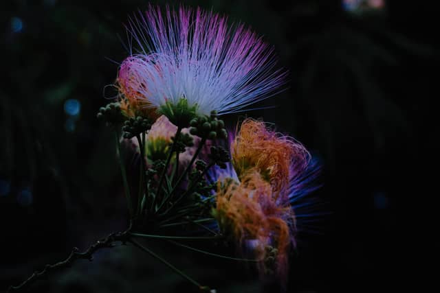 Loomis Silk Tree Blooms - Image 1