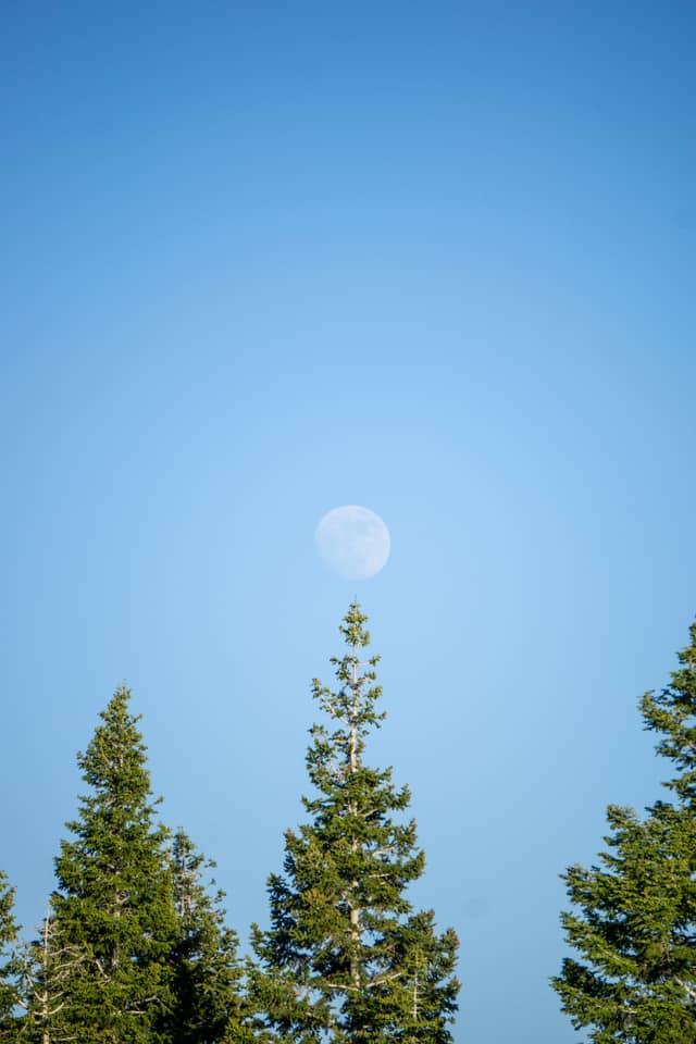 Morgan Valley Pine Grove - Image 1