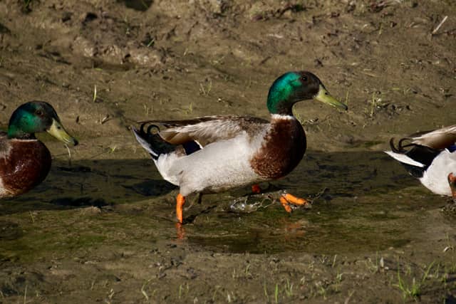 Hooper Wetlands - Image 1