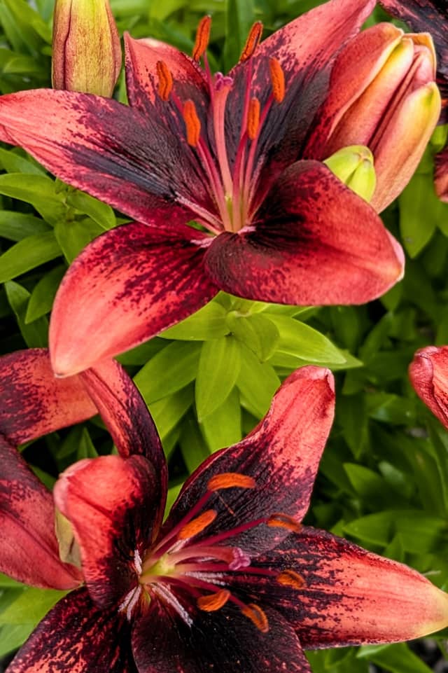 Crosby Garden Lilies - Image 1