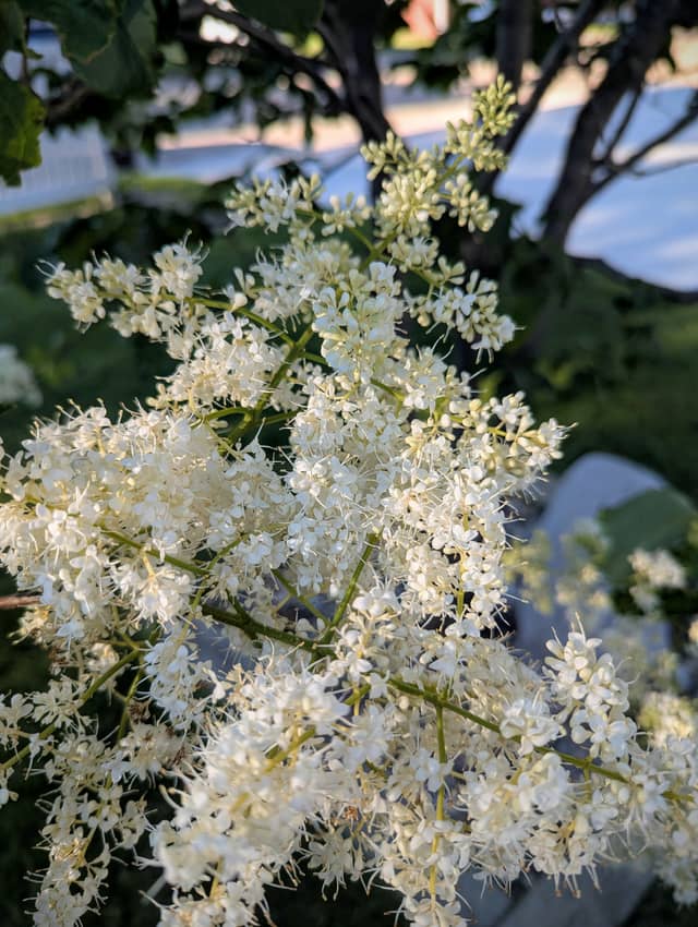 Crosby Garden Blooms - Image 1