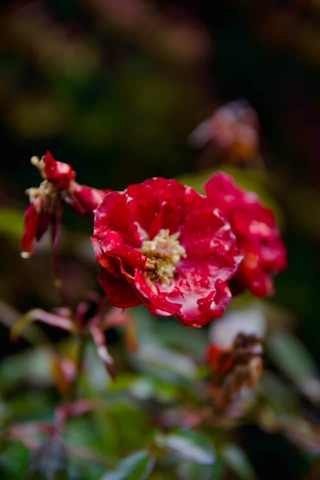 Talca Garden Roses - Image 1