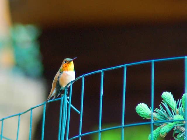 Bitterroot Valley Wildlife Garden - Image 1