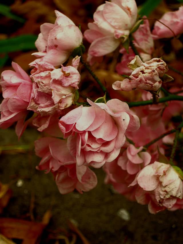 Hortus Botanicus Leiden - Image 1