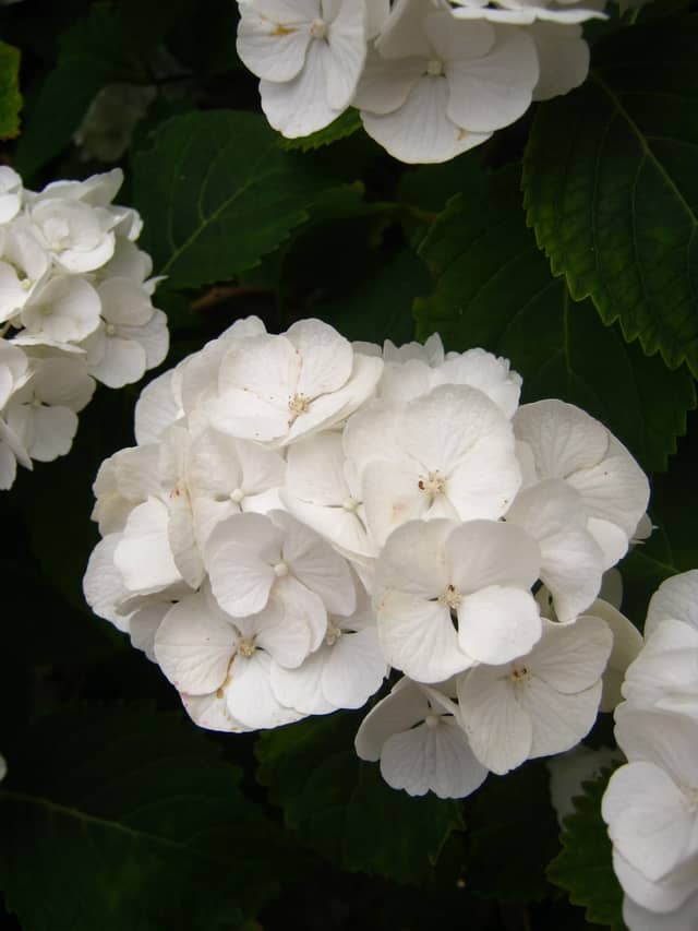 Doelengracht Canal-side Gardens - Image 1