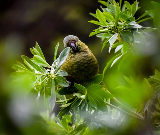 Futaleufú Valley Wildlife - Image 1