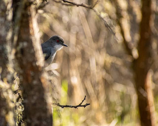 Pencahue Woodlands - Image 1