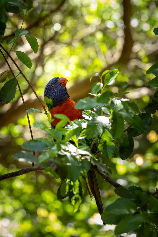 Aviary at Parque Tricao - Image 1
