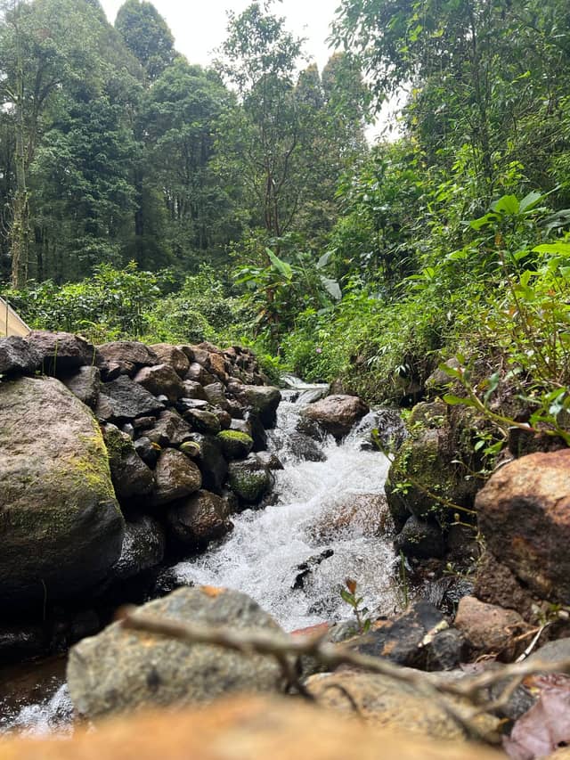 Pangalengan Forest Stream - Image 1
