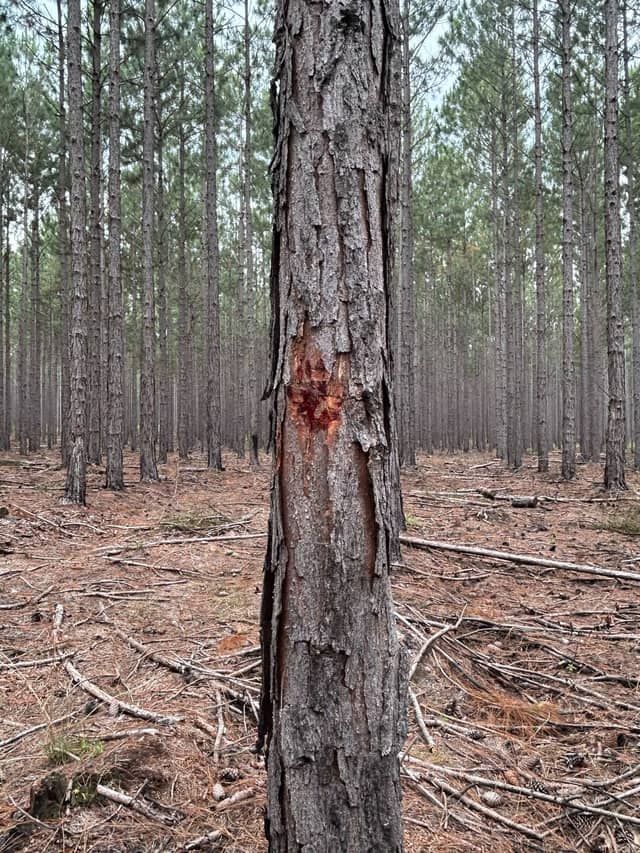 Elimbah Pine Plantation - Image 1