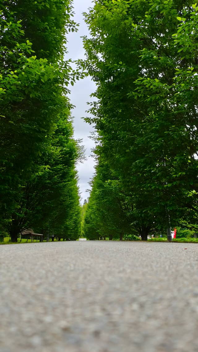 Sonderhofen Tree-Lined Alley - Image 1
