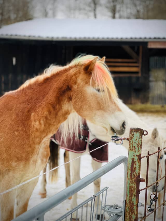 Stegaurach Equestrian Farm - Image 1
