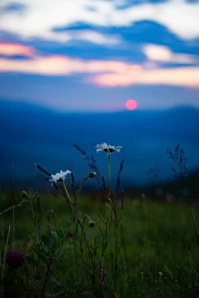 Chorna Tysa Mountain Meadow - Image 1