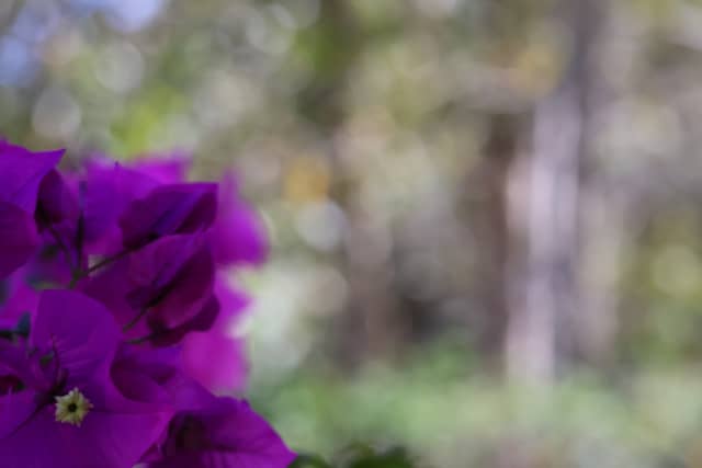 Guaduas Garden Flora - Image 1
