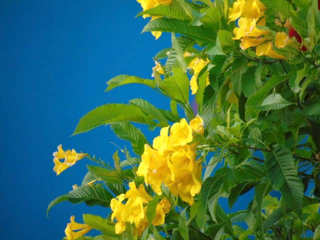 Yellow Trumpetbush Garden - Image 1