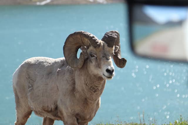 Yoho National Park - Image 1