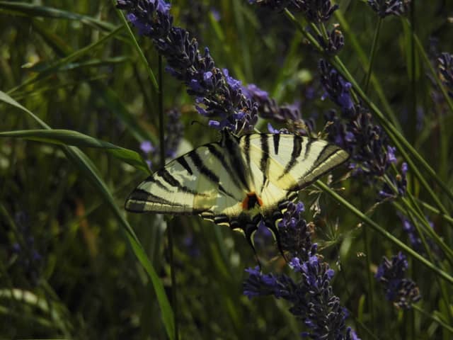 Pogwizdów Lavender Garden - Image 1