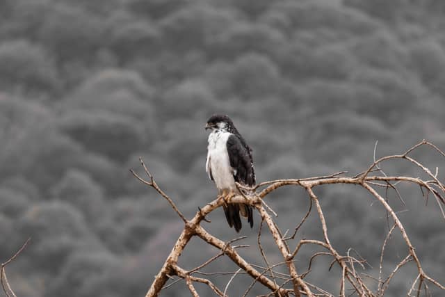 Mwada Wildlife Overlook - Image 1