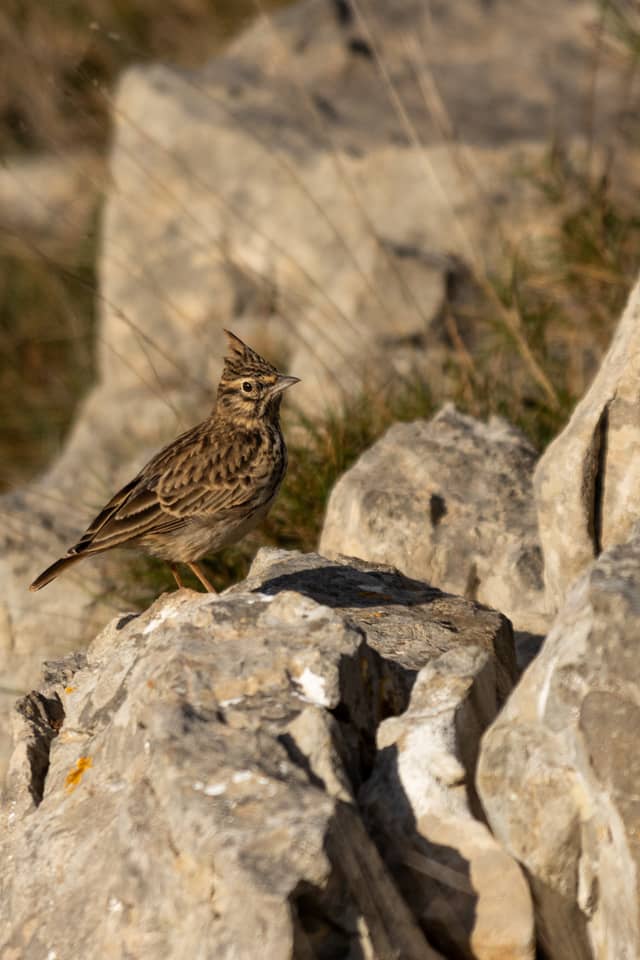 Montgrí Massif Wildlife Trail - Image 1