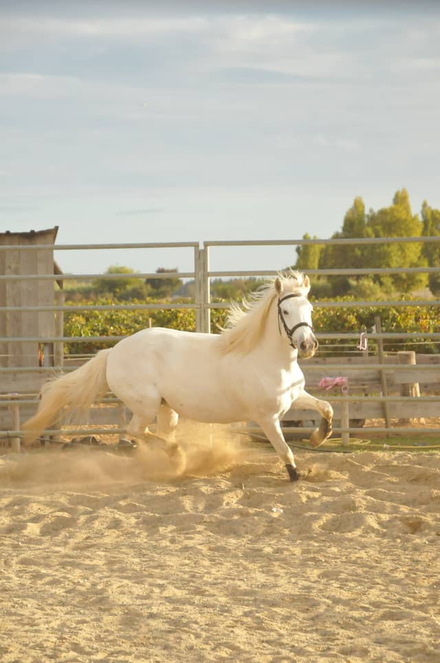 Mudaison Equestrian Arena - Image 1