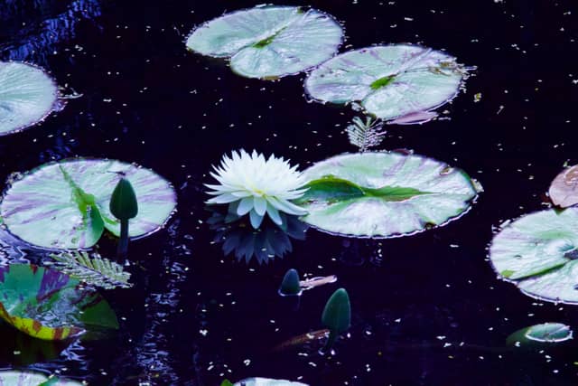 Naples Botanical Garden - Image 1