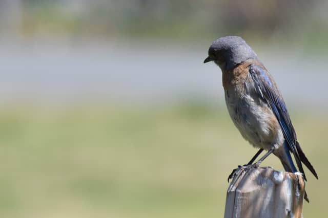 Walnut Park - Image 1