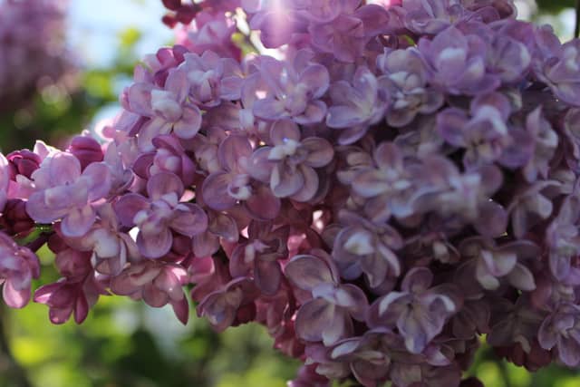 Seward Waterfront Lilacs - Image 1