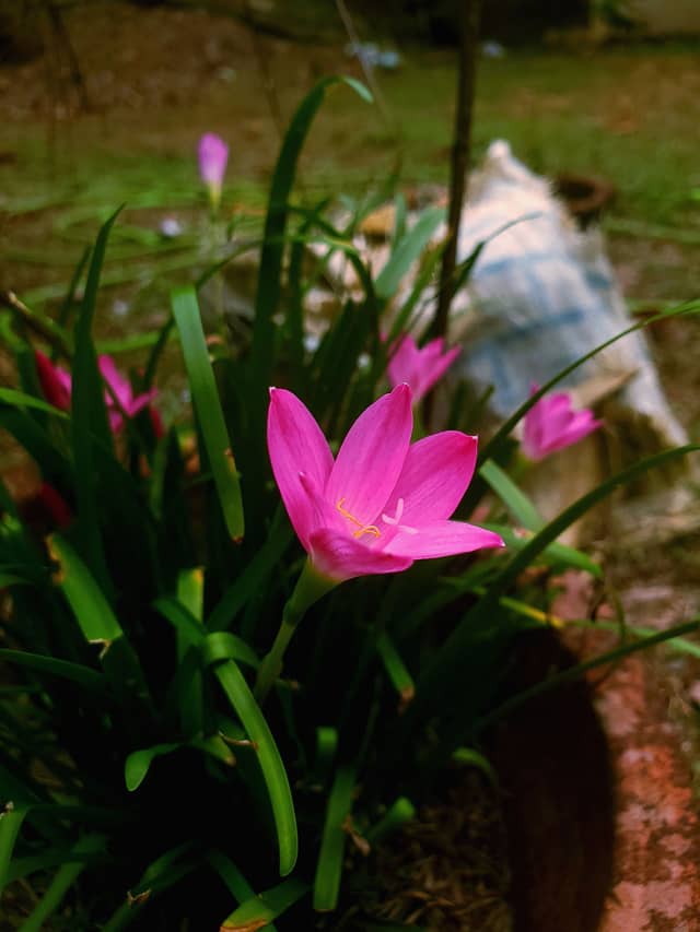 Kanjirappally Garden Blooms - Image 1