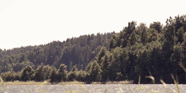 Zaozerye Forest Lakefront - Image 1