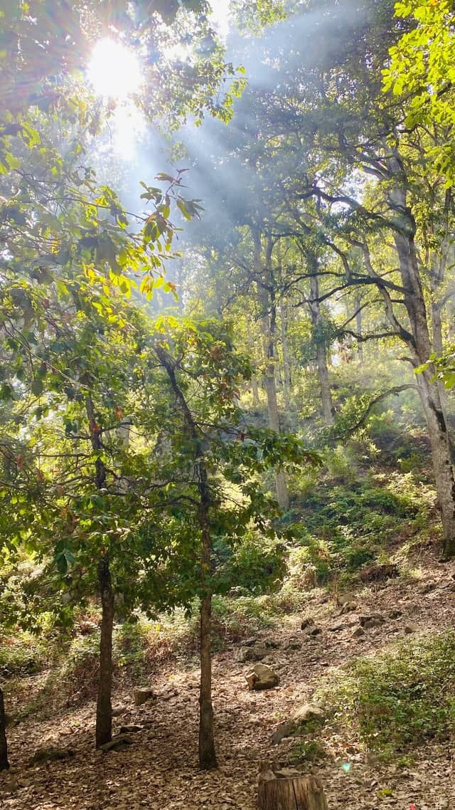 Yakouren Forest - Image 1