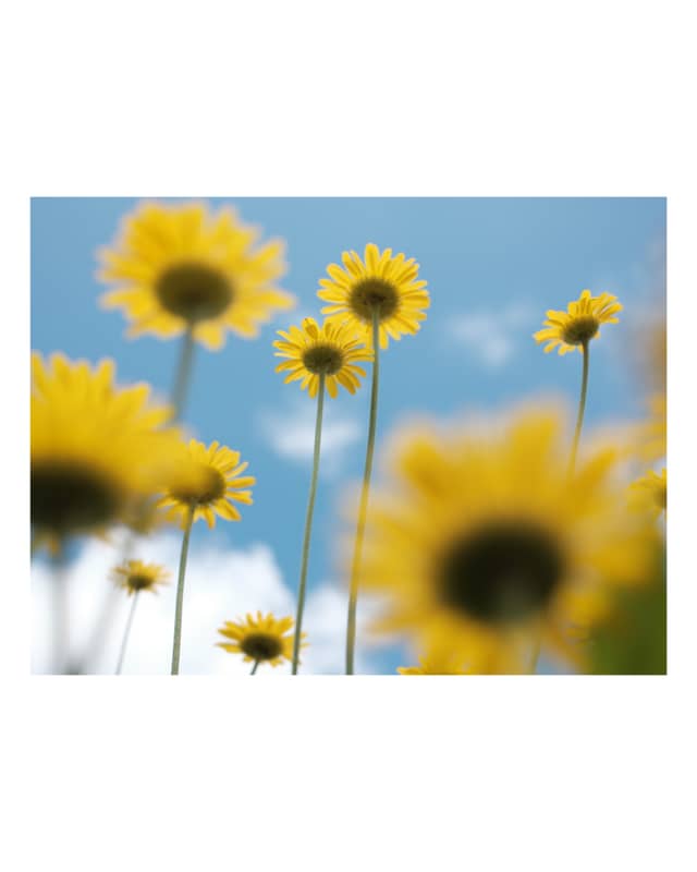 Gothenburg Garden Blooms - Image 1