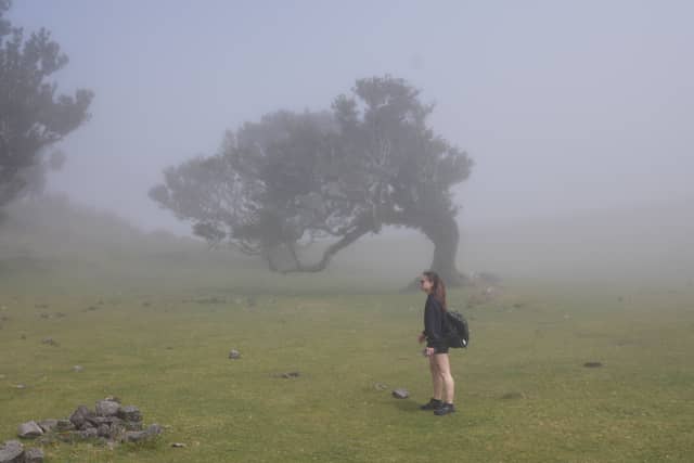 Fanal Forest - Image 1
