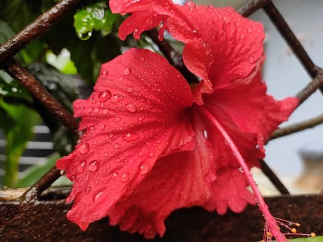 Madhyapur Thimi Garden Bloom - Image 1