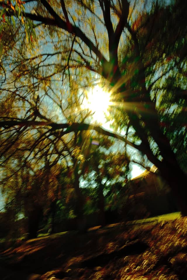 East Toowoomba Garden Canopy - Image 1