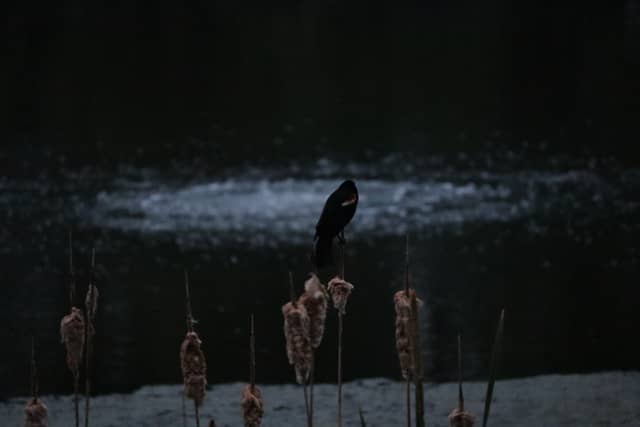 Minnesota City Wetlands - Image 1