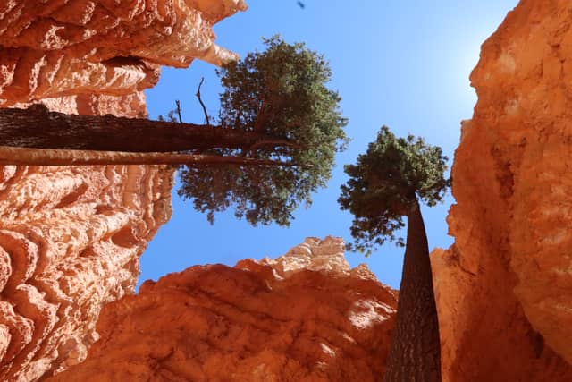 Wall Street, Navajo Loop Trail - Image 1