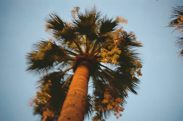Papago Park Palm Trees - Image 1