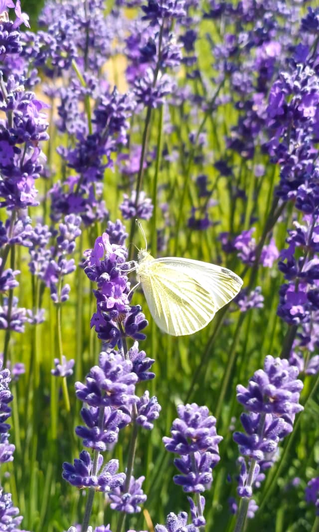 Queenstown Lavender Gardens - Image 1