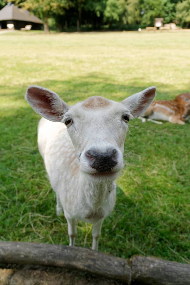Wildpark Grafenberg - Image 1